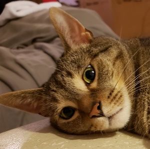 Meet your Posher, Minnie